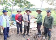 Bupati Kukar Panen Padi Perdana di Desa Mulawarman, Wujud Komitmen Jaga Ketahanan Pangan