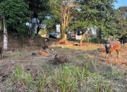 Jelang Idul Adha 2026, Pedagang Optimistis Penjualan Sapi Kurban di Tenggarong Meningkat