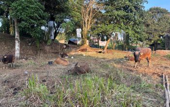 Jelang Idul Adha 2026, Pedagang Optimistis Penjualan Sapi Kurban di Tenggarong Meningkat