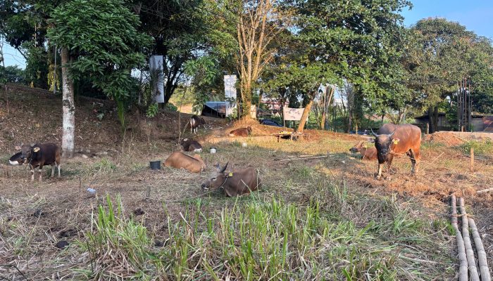 Jelang Idul Adha 2026, Pedagang Optimistis Penjualan Sapi Kurban di Tenggarong Meningkat